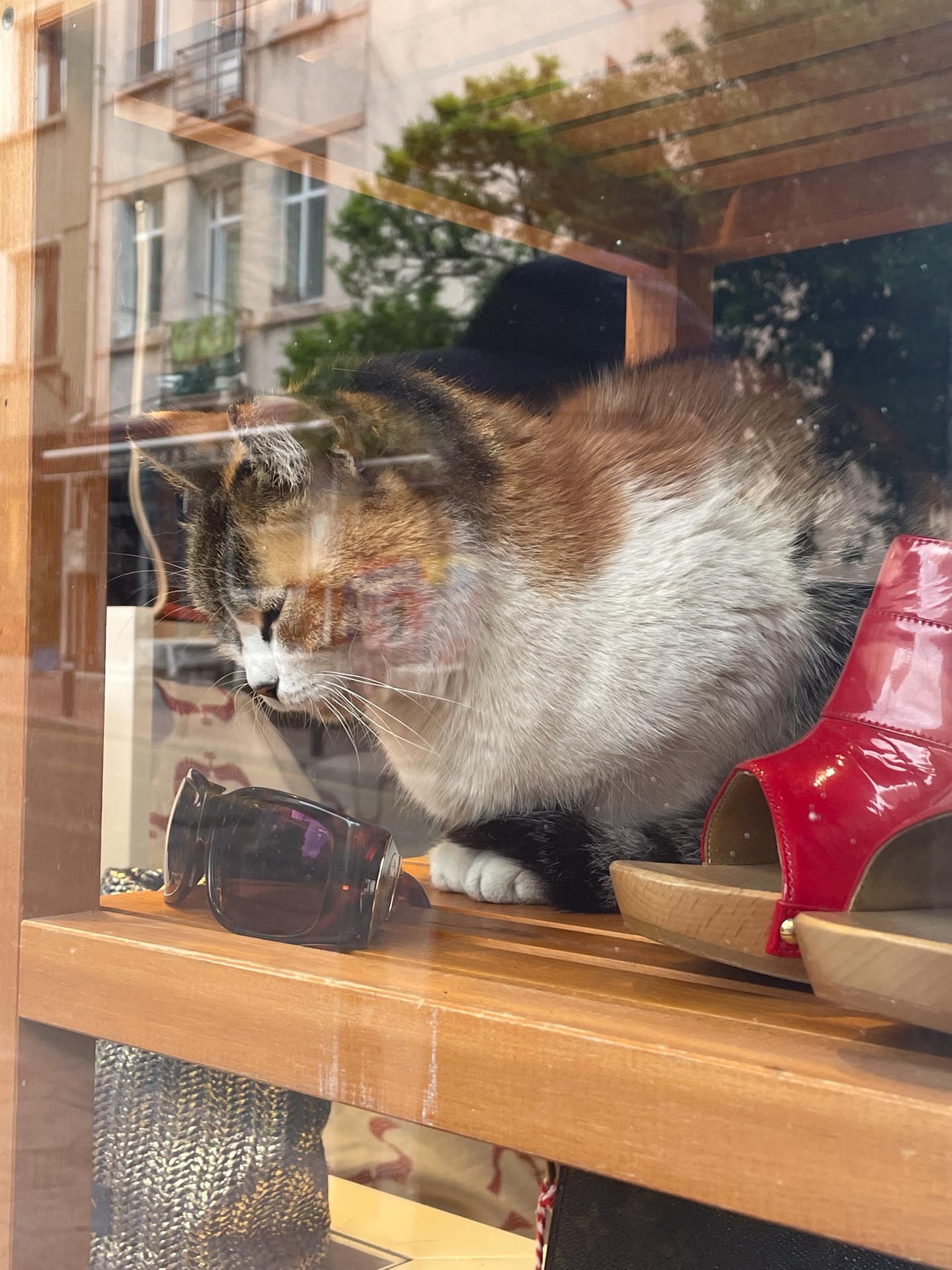 CAT WALK